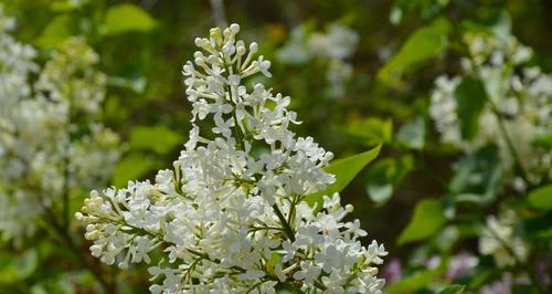 丁香花的开花时间与特点（揭秘丁香花春天的开花奥秘）