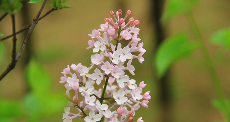 丁香花的开花时间与特点（揭秘丁香花春天的开花奥秘）