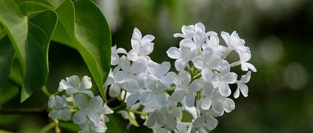 揭秘丁香花语的意义（解读丁香花语的隐含信息）