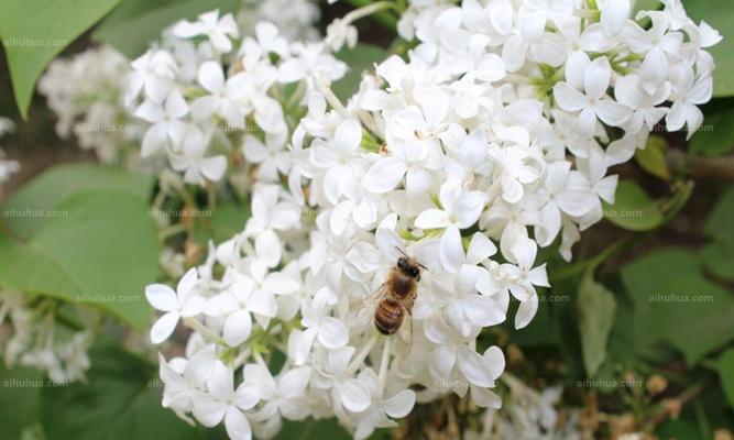 丁香花果实的神奇功效（从厨房到药房）