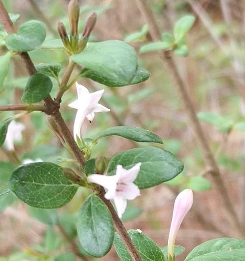 丁香花的养殖与养护（了解丁香花的生长习性）