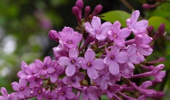 丁香花的养殖与养护（了解丁香花的生长习性）