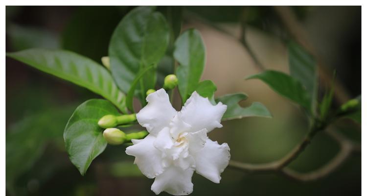 探秘丁香花与狗牙花的花卉特性（品读丁香花与狗牙花的美妙之处）