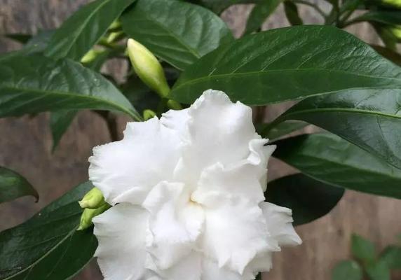 探秘丁香花与狗牙花的花卉特性（品读丁香花与狗牙花的美妙之处）