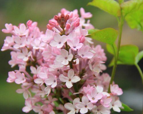 丁香花花期及开花时间（探秘丁香花开花季节与花期长度）