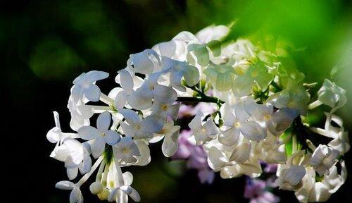 正确浇水丁香花的时间和方法（掌握浇水技巧）