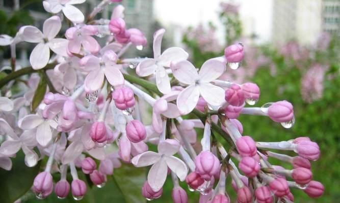 丁香花的开放季节（春天的迎春花）