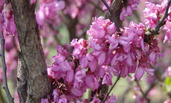 丁香花的扦插繁殖方法（简单易行）