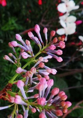 丁香花耐寒温度及保护方法（寒冬来临）