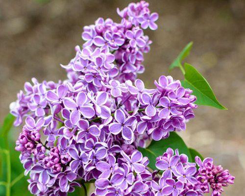 丁香花耐寒温度及保护方法（寒冬来临）