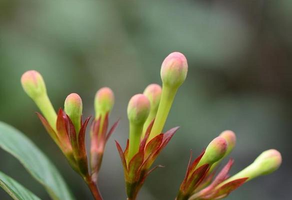 丁香花耐寒温度及冬季适应（探究丁香花在寒冷环境下的存活极限与生长环境）