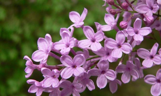 丁香花耐寒温度及冬季适应（探究丁香花在寒冷环境下的存活极限与生长环境）