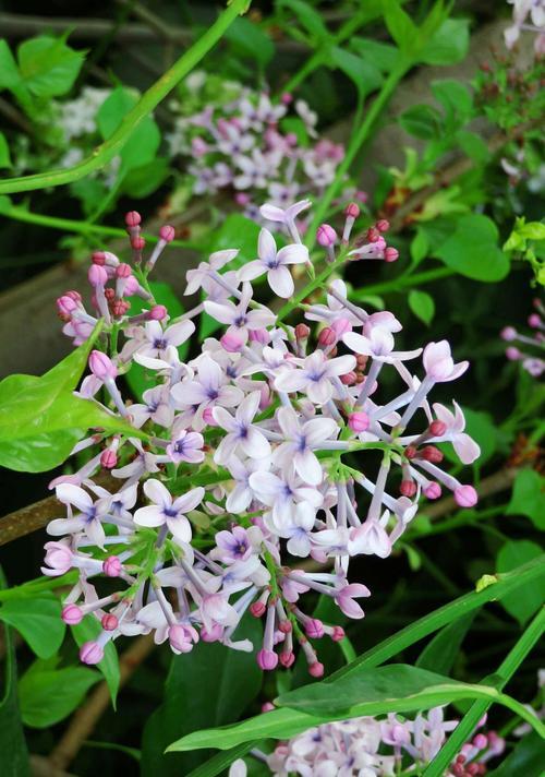 丁香花耐寒温度及冬季适应（探究丁香花在寒冷环境下的存活极限与生长环境）