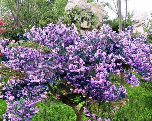 春夏季节的丁香花开放（缤纷花海）