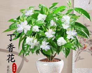 春夏季节的丁香花开放（缤纷花海）