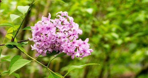 春夏季节的丁香花开放（缤纷花海）