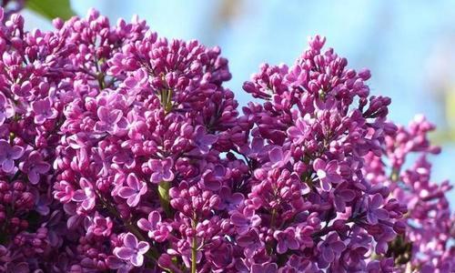 丁香花的开花时间、花色及特点（春季缤纷多彩）