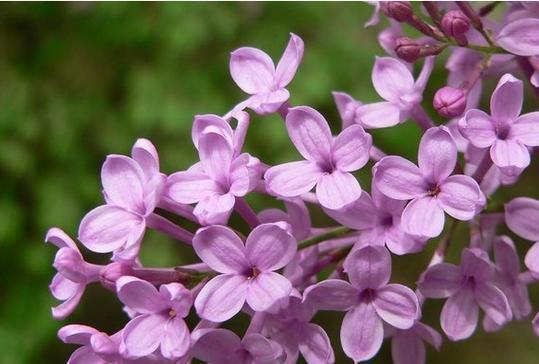 丁香花的开花时间、花色及特点（春季缤纷多彩）