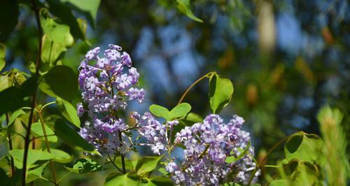 丁香花的开花时间、花色及特点（春季缤纷多彩）