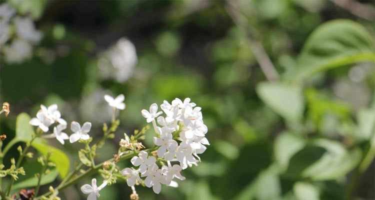 丁香花，法国的国花（探索丁香花的法式魅力）