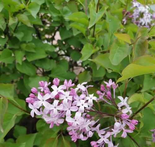 揭秘丁香花——哪个市的市花（探寻丁香花的历史渊源与文化内涵）