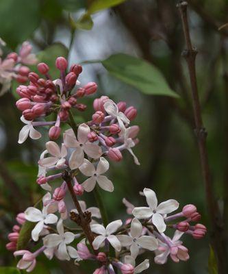 揭秘丁香花——哪个市的市花（探寻丁香花的历史渊源与文化内涵）