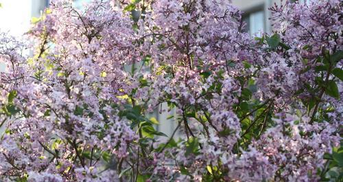 揭秘丁香花——哪个市的市花（探寻丁香花的历史渊源与文化内涵）