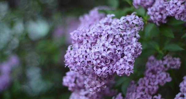 什么季节开花的丁香花（春天盛开的丁香花与其含义）