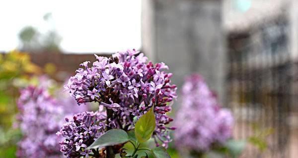 丁香花的种植与养护（为家园添香气）