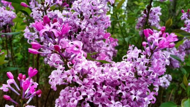 室内养丁香花，你需要了解的所有细节（养护技巧）