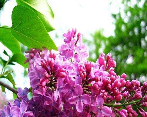 丁香花四季盛开的奇迹（四季常青花木）