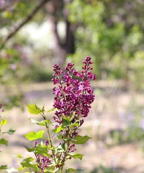 丁香花四季盛开的奇迹（四季常青花木）