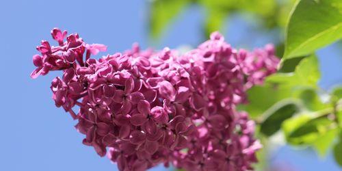 丁香花四季盛开的奇迹（四季常青花木）