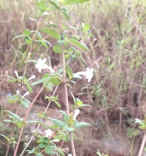 探究丁香花的光照喜好（喜阳还是喜阴）