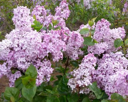 丁香花叶病的预防与治疗（疫情暴发的成因分析及有效防治方法）