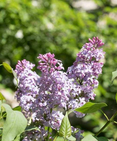 如何拯救发黄的丁香花叶子（丁香花叶子发黄）