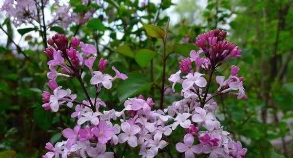 丁香花修剪的技巧（打造美丽的丁香花庭园）