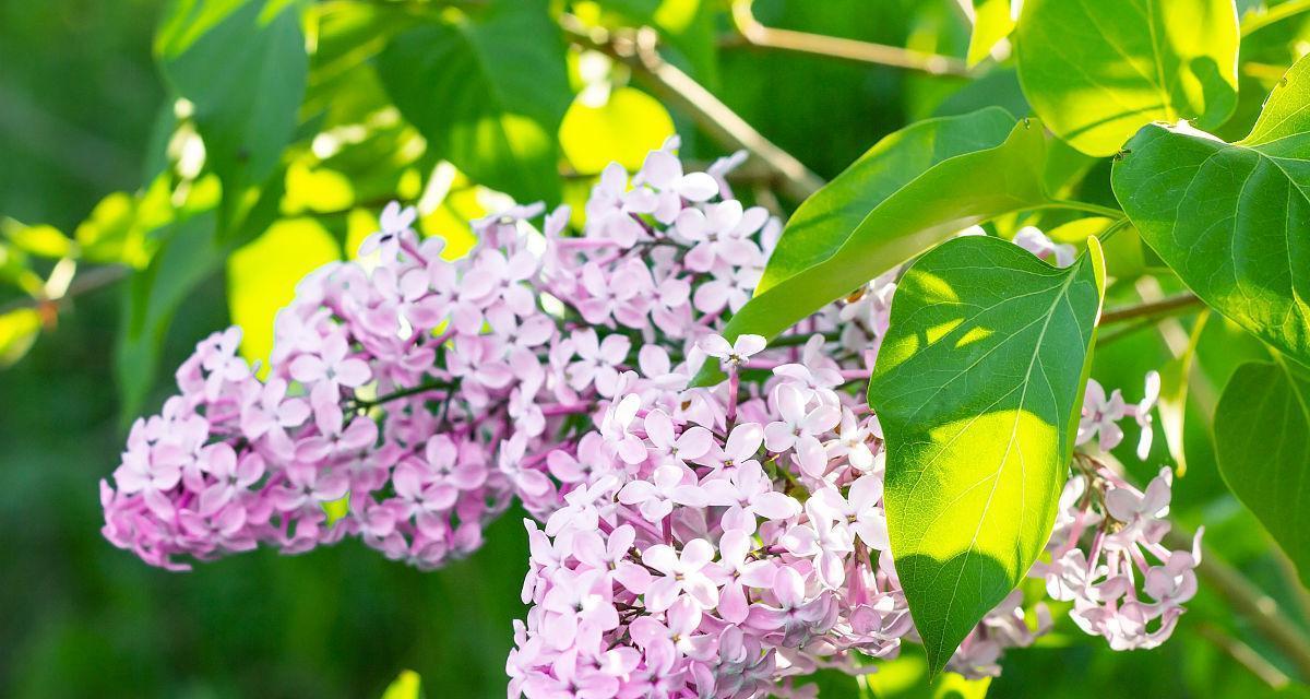 丁香的开花时间（春季还是夏季）