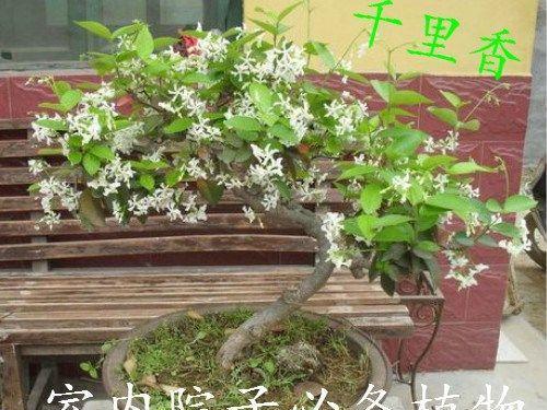 院子里可以种丁香树吗（品种选择）