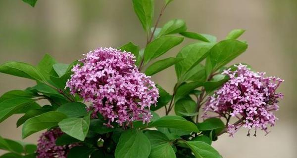 丁香树的开花时间及特点（一年四季的变化）