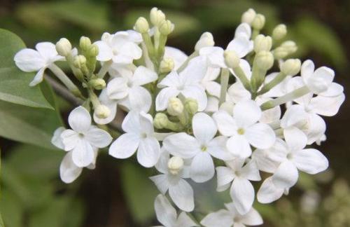 丁香树的开花时间及特点（一年四季的变化）