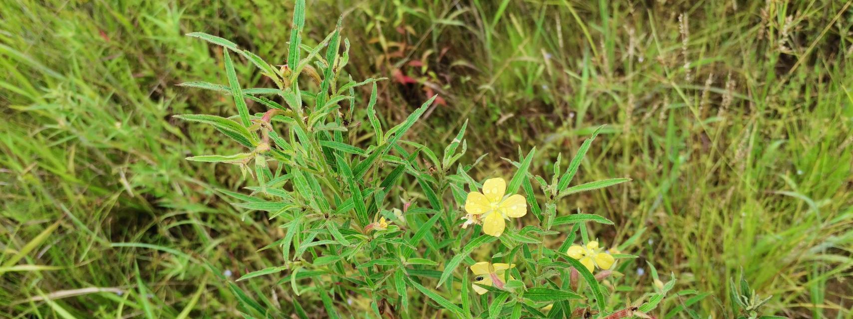 丁香水草的养殖与养护（从种植到管理）