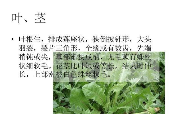 探秘丁香叶的药用价值（揭开丁香叶的多种功效与作用）