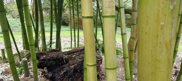 探讨东北竹子种植的可行性（从地理条件）