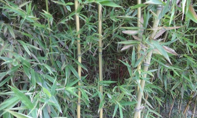探讨东北竹子种植的可行性（从地理条件）