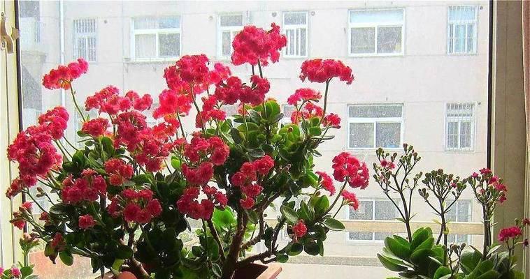 东北适宜种植的花卉及其养护方法（打造美丽花园）