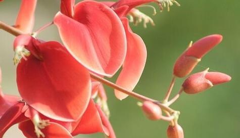 东莞市花——仙人掌：揭秘这朵独特的市花