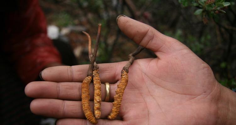 解密冬虫夏草的生长环境与特点（探究冬虫夏草的生存之道与培育技术）