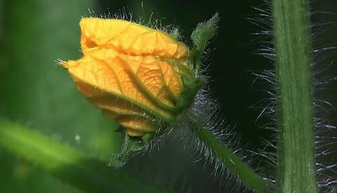 冬瓜花可以吃吗（探究冬瓜花的营养价值与食用方法）