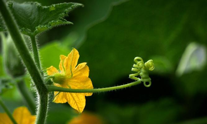 揭秘冬瓜花，不完全花的真相（冬瓜花到底是不是完全花）